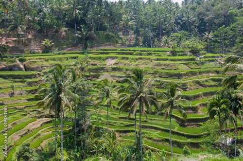 Padi fields of asian hilly and mountainous regions. The Rice Terraces of Bali. Situated at a steep village accessible only by four wheeled drive vehicles, souvenir stalls lined the road. photo