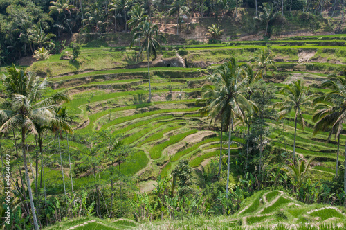 Padi fields of asian hilly and mountainous regions. The Rice Terraces of Bali. Situated at a steep village accessible only by four wheeled drive vehicles, souvenir stalls lined the road.