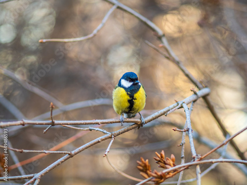 Cute bird Great tit, songbird sitting on a branch without leaves in the autumn or winter.