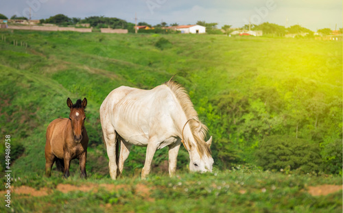 Fototapeta Naklejka Na Ścianę i Meble -  Two horses eating grass together, One came eating grass with her calf in the field, two horses together in the
