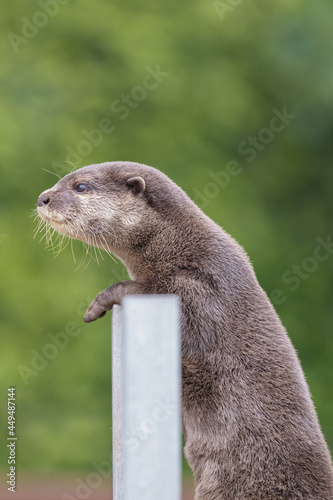 Fototapeta Naklejka Na Ścianę i Meble -  かわいいかわうそ