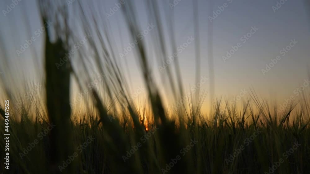 Dawn sunset in a field with a harvest of grain crops of wheat,barley,oats.The golden hour in nature is in motion with the horizon line and a large orange sun.Walking in nature,ripening of crops autumn Dawn sunset in a field with a harvest of grain crops of wheat,barley,oats.The golden hour in nature is in motion with the horizon line and a large orange sun.Walking in nature,ripening of crops autumn
