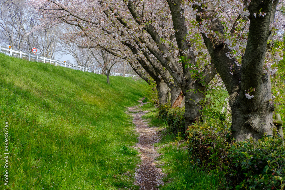 桜の下の小道 桜の下の小道