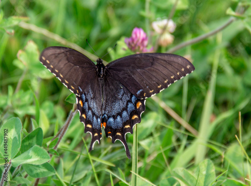 Closeup of a Papilio Troilus butterfly standing on the green grass photo