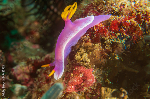 Bullock's Hypselodoris (hypselodoris bullockii), a sea slug, a dorid nudibranch on a coral reef near Anilao, Mabini,  Philippines.  Underwater photography and travel.