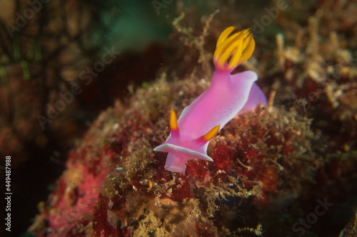 Bullock's Hypselodoris (hypselodoris bullockii), a sea slug, a dorid nudibranch on a coral reef near Anilao, Mabini,  Philippines.  Underwater photography and travel.