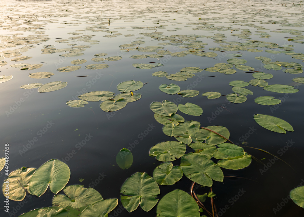 landscape with a calm water surface, water lilies and reeds, reflections in the water landscape with a calm water surface, water lilies and reeds, reflections in the water