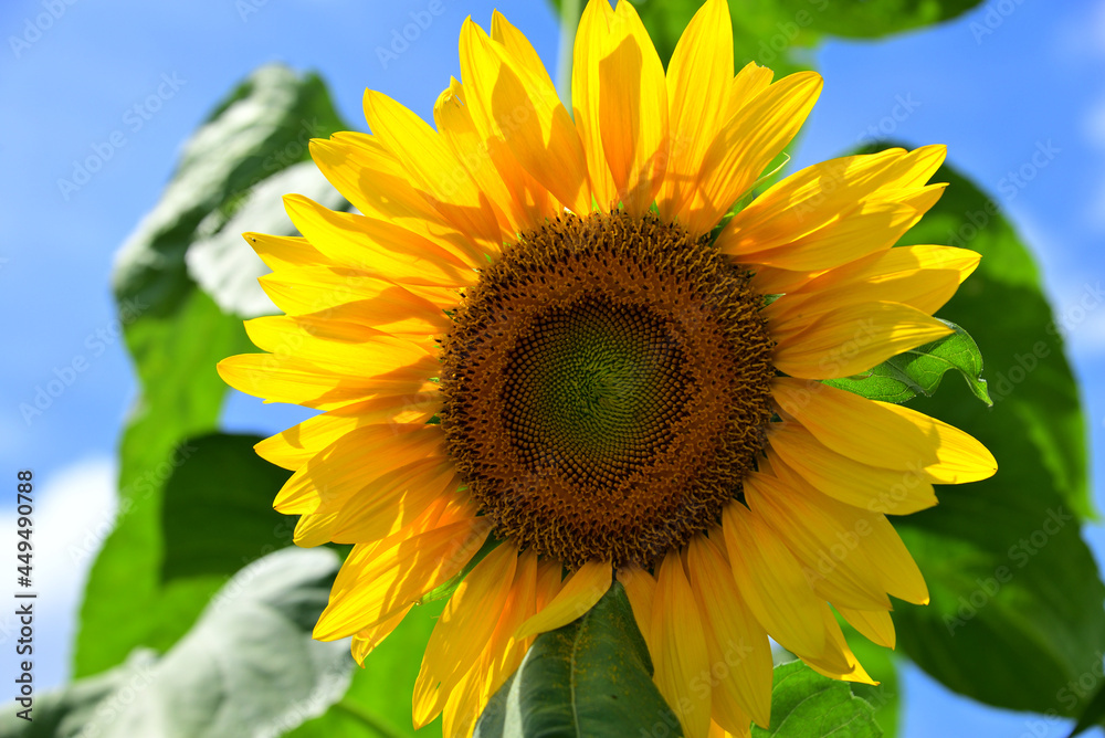 夏の花　ヒマワリ　in 三重県松阪市