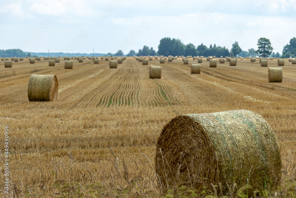 landscape with straw rolls on a fallow field, late summer in nature