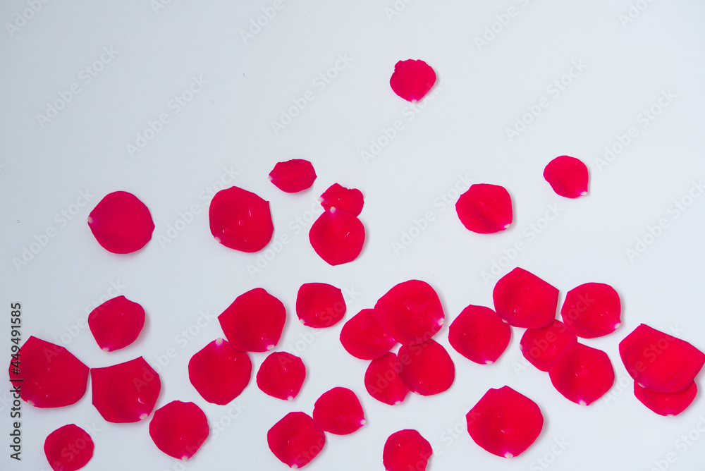 Rose petals scattered on white background. Copy space Rose petals scattered on white background. Copy space