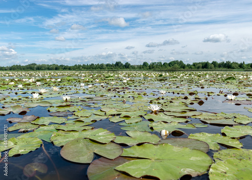 aquatic vegetation at the river bank on a sunny summer day, the lotus background photo is very beautiful in a water pot, Salaca river, Burtnieki lake, Latvija © ANDA