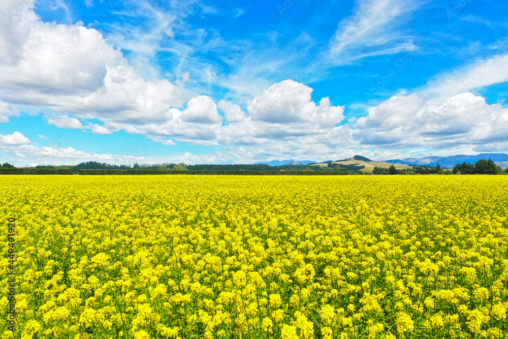 Close-up of golden field of flowering rapeseed with white clouds on blue sky, beautiful natural landscape Close-up of golden field of flowering rapeseed with white clouds on blue sky, beautiful natural landscape