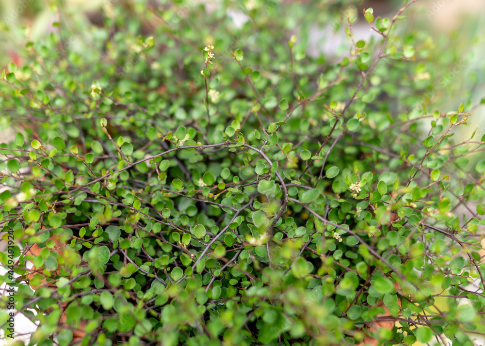 Obraz premium summer flowers in the garden on a sunny day, gardener summer