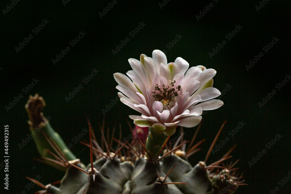Obraz premium Beautiful opening pink Echinopsis subdenudata cactus flower on black background. .Petals of Blooming cactus flower open, close-up..love, birthday design backdrop..