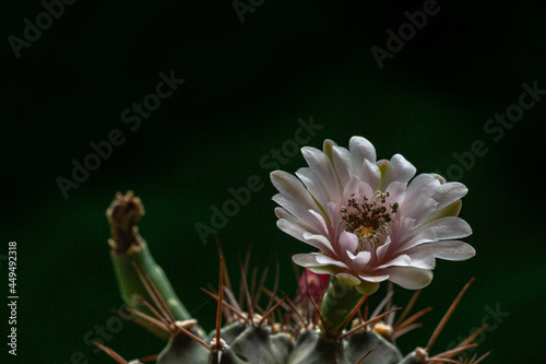 Beautiful opening pink Echinopsis subdenudata cactus flower on black background. .Petals of Blooming cactus flower open, close-up..love, birthday design backdrop.. photo