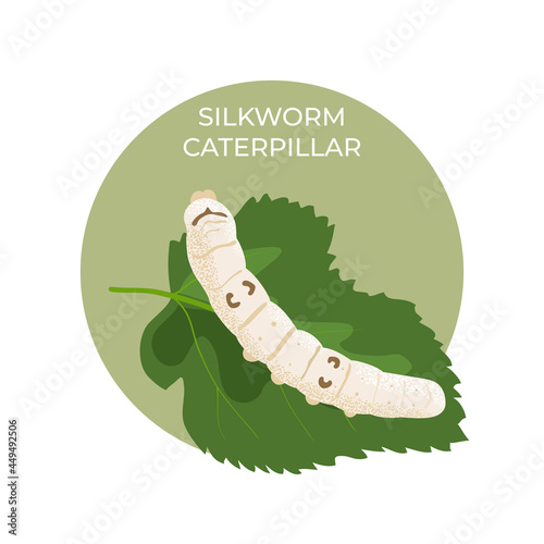 A silkworm caterpillar on a green leaf of a mulberry tree. This is great as a learning tool . Vector illustration, isolated.