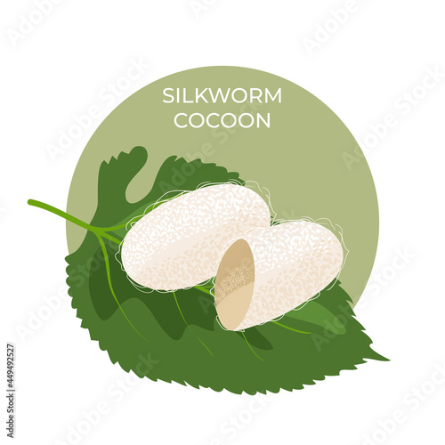Cocoon. A silkworm pupa on a green leaf of a mulberry tree. This is great as a learning tool . Vector illustration, isolated.
