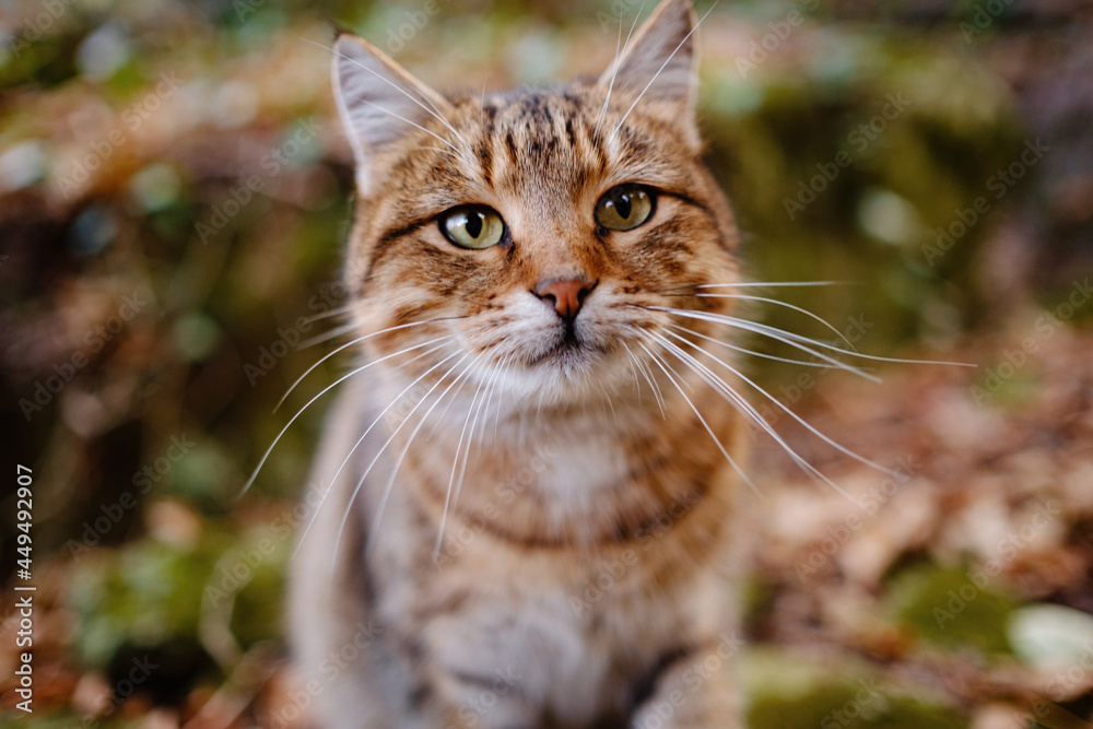 A Siberian tabby cat exploring the autumn forest