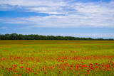 field with blooming red poppies. in the background blue sky with blurred clouds