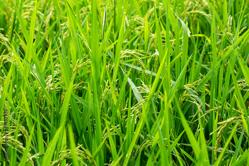rice