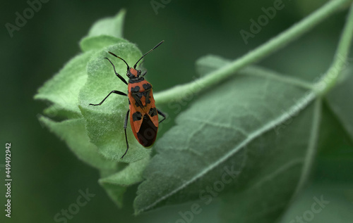 Red bug soldier on a green flower in the garden, macrophotography of a beetle