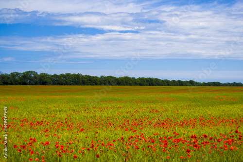 field with blooming red poppies. in the background blue sky with blurred clouds © Maksym Om