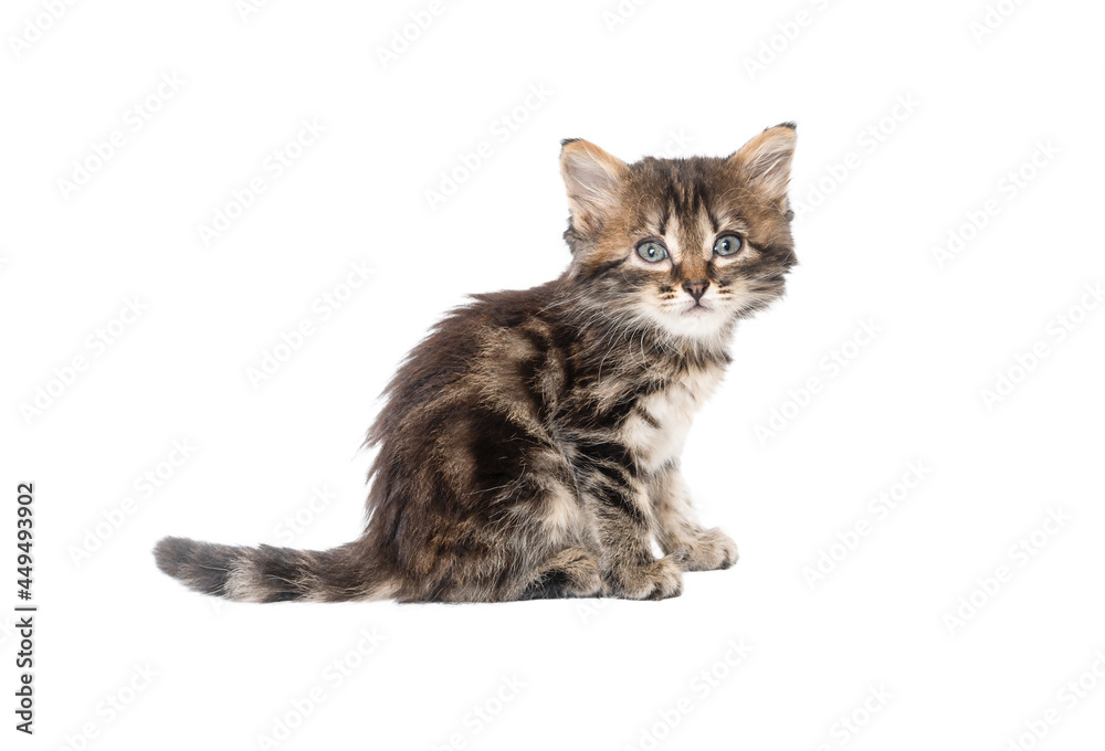 baby cute kitten isolated on white background
