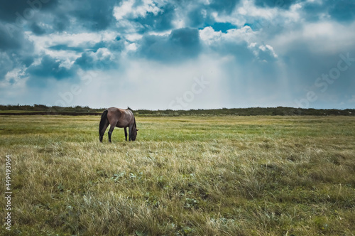 A horse in the green field eating herbs with clouds in the background