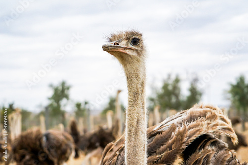 A dignified ostrich looking into the distance photo