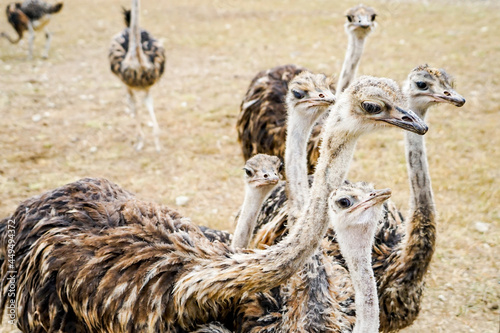 Growing ostrich children
