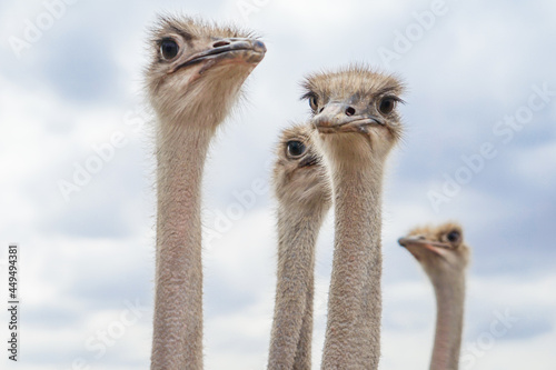 Close-up photo of a dignified ostrich face photo