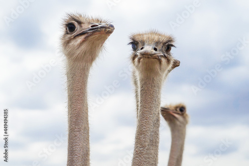 Close-up photo of a dignified ostrich face