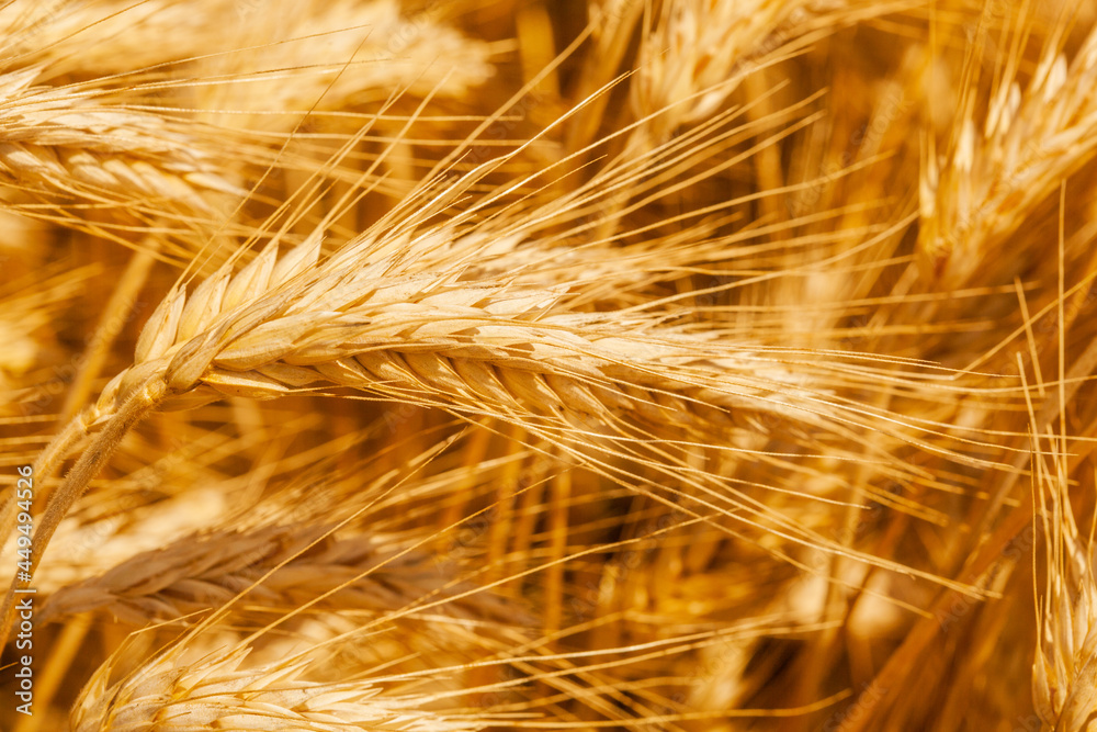 Ripe wheat field. Wheat spikelets are ready to harvest. Farm concept Ripe wheat field. Wheat spikelets are ready to harvest. Farm concept