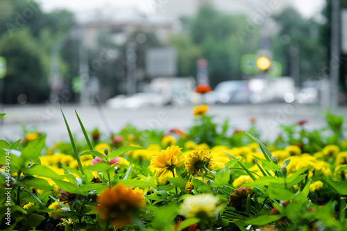 Yellow and orange flowers in the city on a blurry background of cars and freeways road - Flower bed on the background of cars