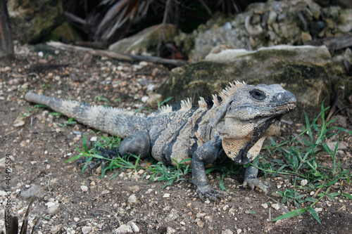 メキシコ・チチェンイッツァに生息する爬虫類の野生動物グリーンイグアナ