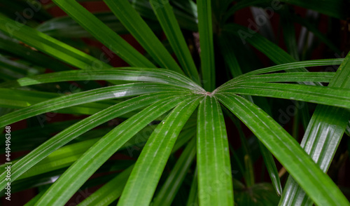 Lush tropical foliage in a Thailand jungle