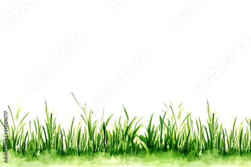 Watercolor illustration of green grass.
