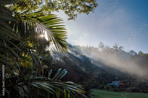 Trees in the morning