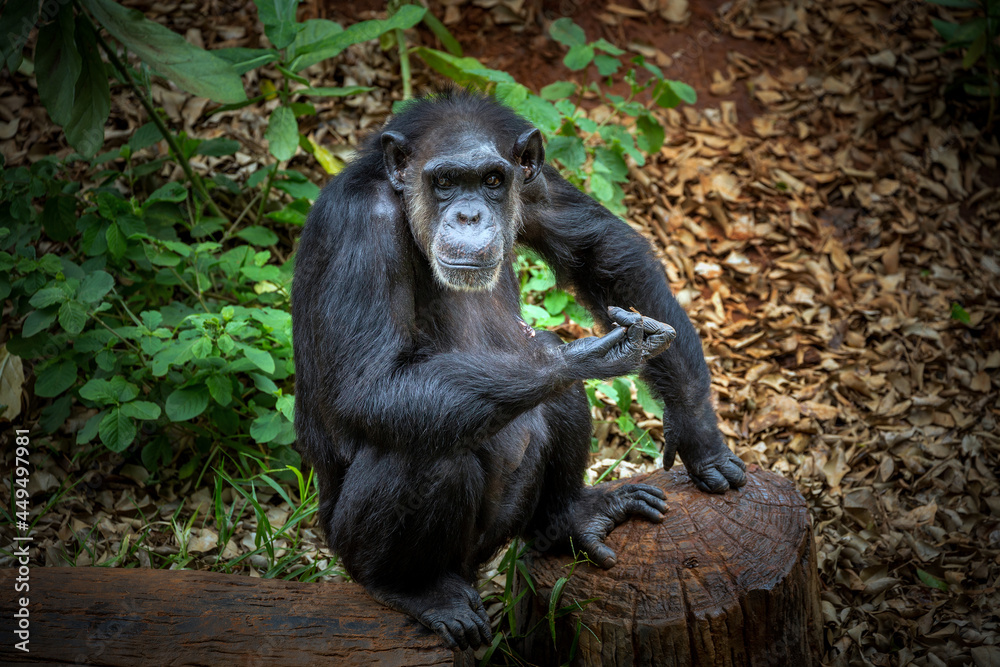 Chimpanzees are resting in nature.