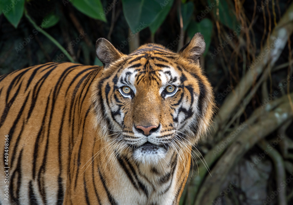 Fototapeta premium Asian tiger resting in nature.
