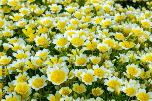 Poached egg plant, (Limnanthes douglasii)  a common annual garden flower plant growing throughout spring summer and autumn, stock photo image photo