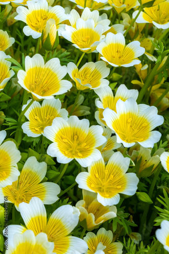 Poached egg plant, (Limnanthes douglasii)  a common annual garden flower plant growing throughout spring summer and autumn, stock photo image photo