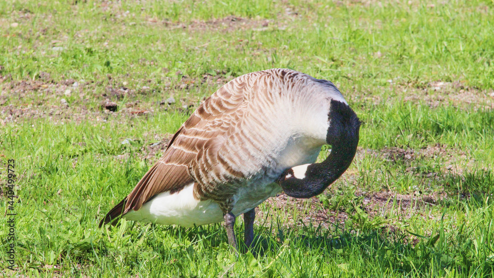 Canada Goose in summer day in Sweden Stock Photo | Adobe Stock