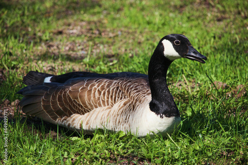 Canada Goose in summer day in Sweden