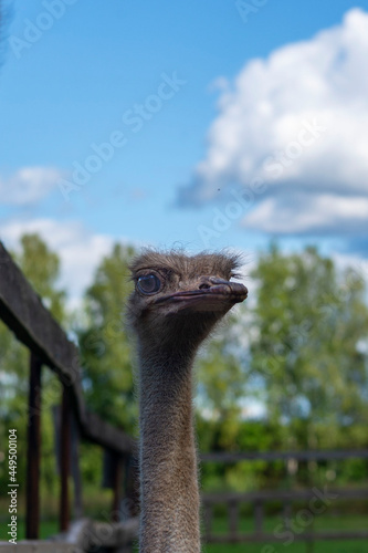 Ostrich head against blue sky