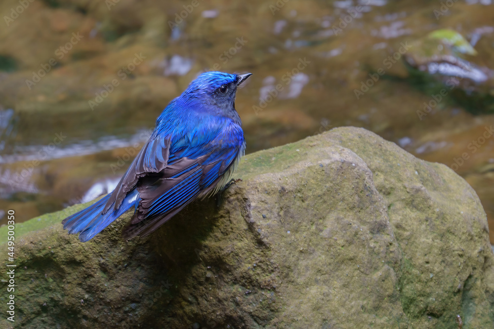 水場の
オオルリ