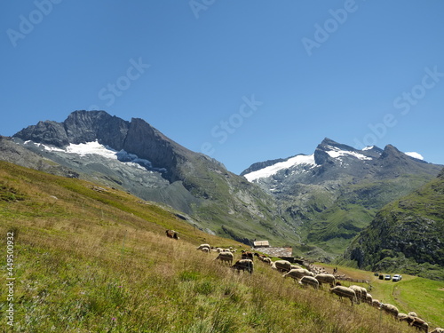 troupeau de chèvres et moutons en alpage sur fond de glacier, vallée de l'avérole, haute maurienne