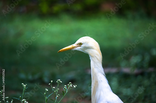  Portrait of Bubulcus ibis Or Heron Or Commonly know as the Cattle Egret in the public park in India
