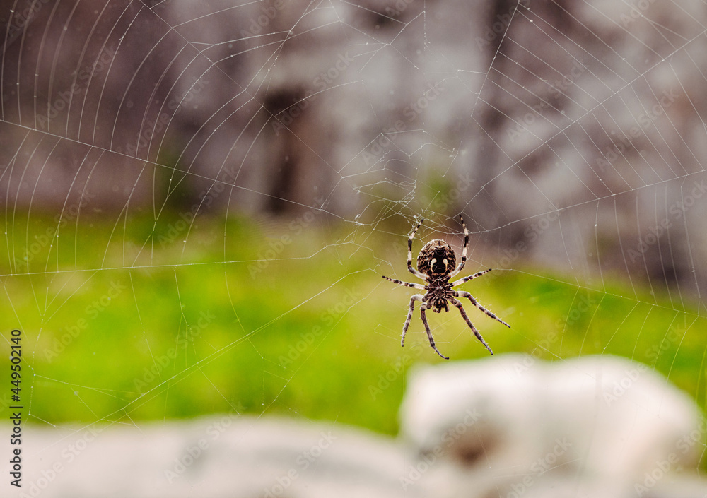 Spinne am Eisbärgehege Spinne am Eisbärgehege