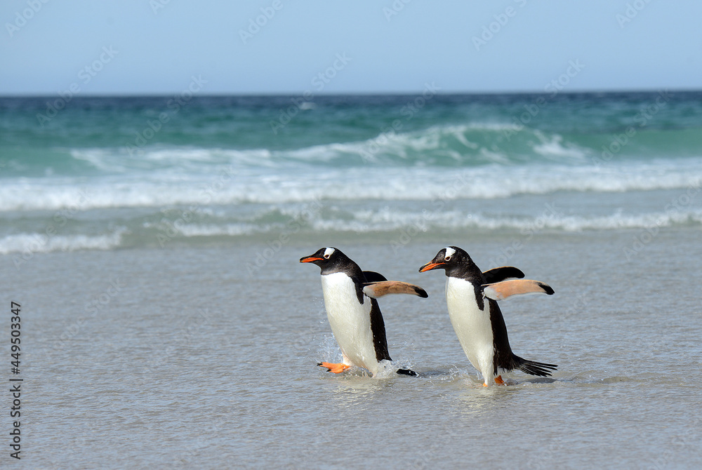 Fototapeta premium happy gentoo penguin on the beach